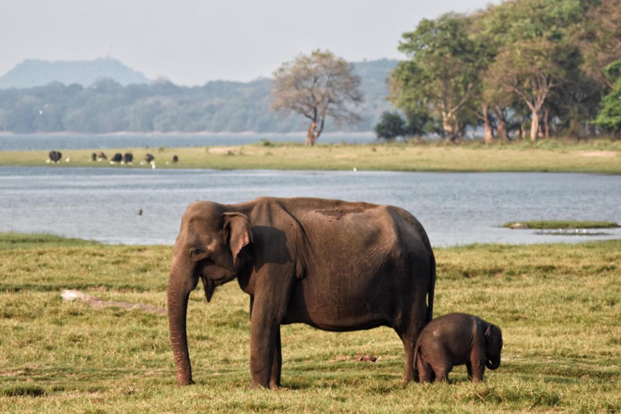 Shen Residence Sigiriya Dış mekan fotoğraf